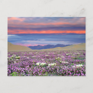 Sandverbena & ökenrosen vilda blommor vid solnedgå vykort