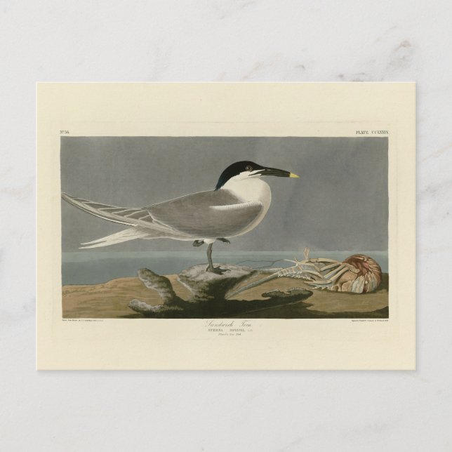 Sandwich (Cabot's) Tern, Audubon Birds of America Vykort (Framsida)