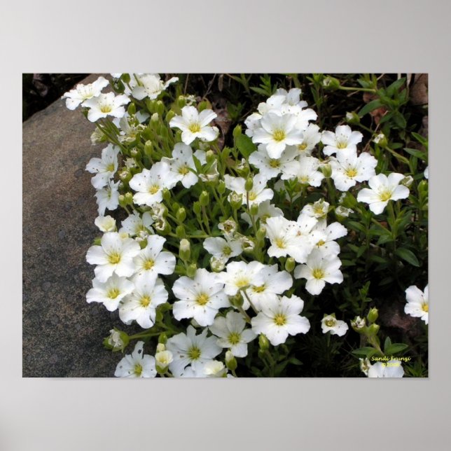 Sandwort Poster (Framsidan)