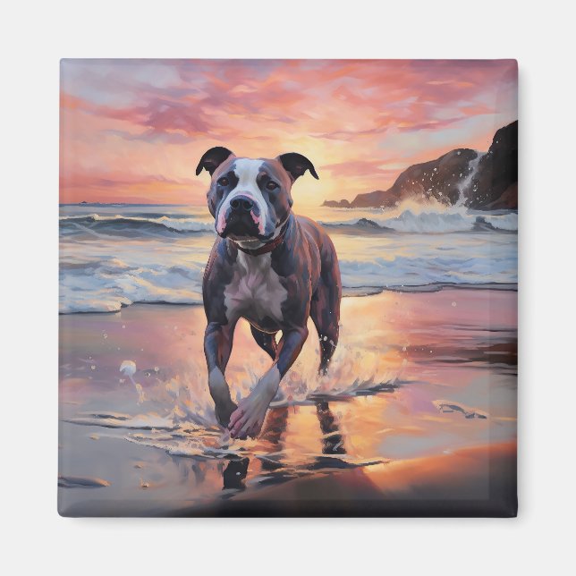 Sandy Amerikansk Staffordshire Terrier på Strand S Magnet (Framsidan)