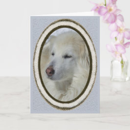 *Sandy Hund - Apologi/Förlåt Kort