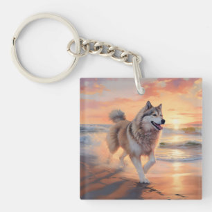 Sandy Paws Alaskan Malamute Hund på Strand Solnedg