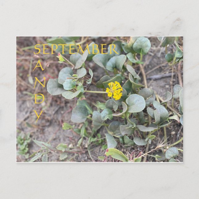 SANDY SEPTEMBER VYKORT (Framsida)