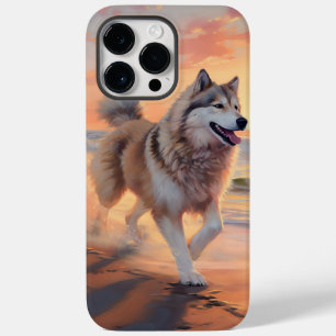 Sandy Tassar Alaska Malamute Hund on Beach Sunset