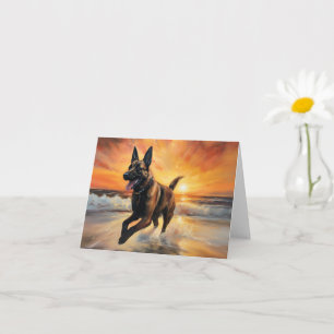 Sandy Tassar Belgium Malinois Hund on Beach Sunset Kort