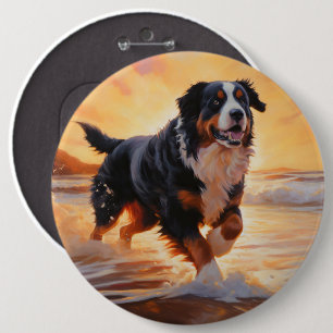 Sandy Tassar Bernese Mountain Hund on Beach Sunset Knapp