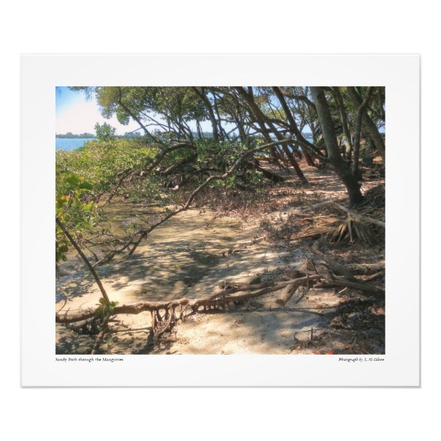 Sandy Väg genom Mangroves Fototryck (Framsidan)