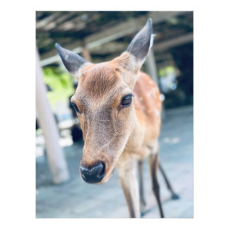 Sanftes Nara Reh Japan Wildlife Fototryck