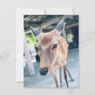 Sanftes Nara Reh Japan Wildlife Vykort