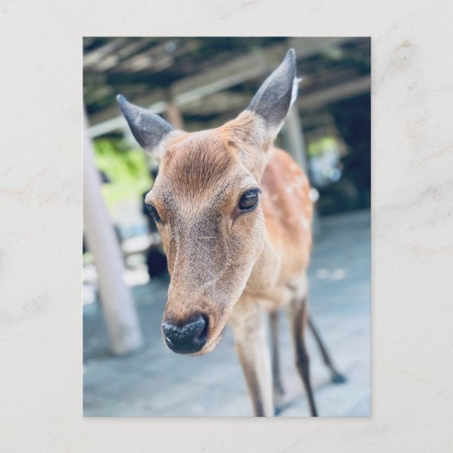 Sanftes Nara Reh Japan Wildlife Vykort (Framsida)