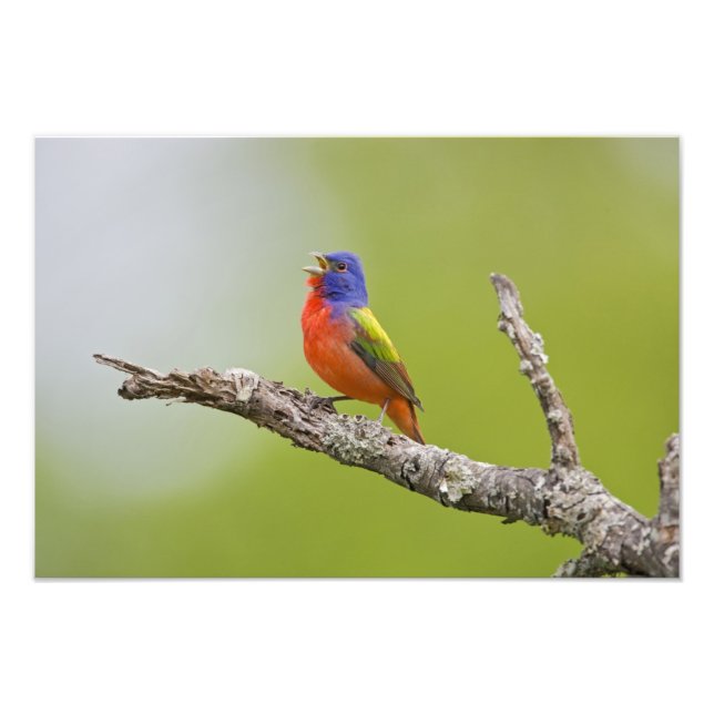 Sång av praktfink (Passerina ciris) hane Fototryck (Framsidan)
