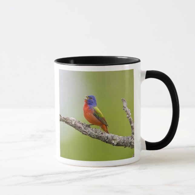 Sång av praktfink (Passerina ciris) hane Mugg (Höger)