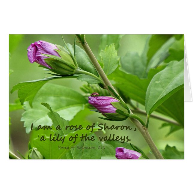 Sång i Solomon 2:1 Hälsningskort (Framsidan Horizontal)