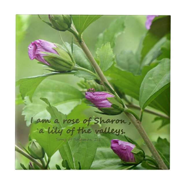 Sång i Solomon 2:1 Kakelplatta (Framsidan)