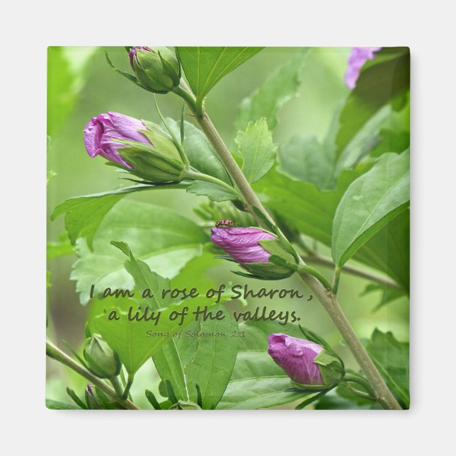 Sång i Solomon 2:1 Magnet (Framsidan)