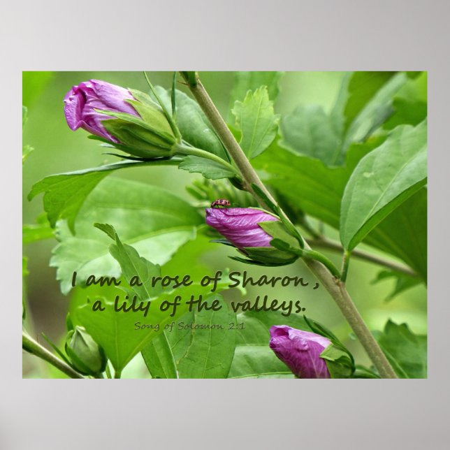 Sång i Solomon 2:1 Poster (Framsidan)