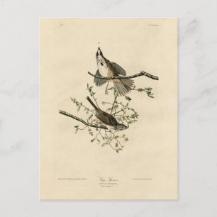 Sång Sparrow från Audubon's Birds of America Vykort