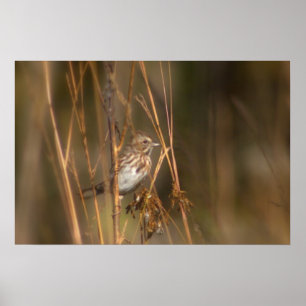 Sång Sparrow i Meadow Poster