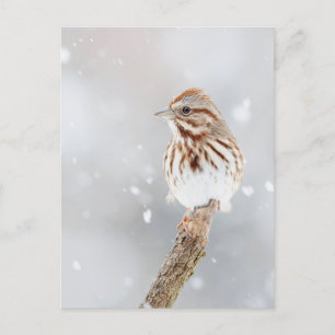Sång Sparrow i Snö-fotovykort Vykort