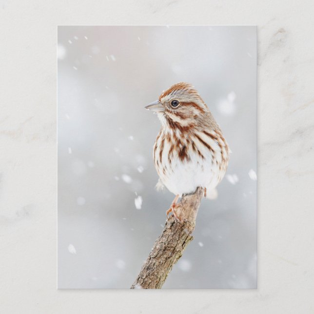 Sång Sparrow i Snö-fotovykort Vykort (Framsida)