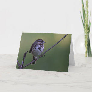 Sång Sparrow Kort