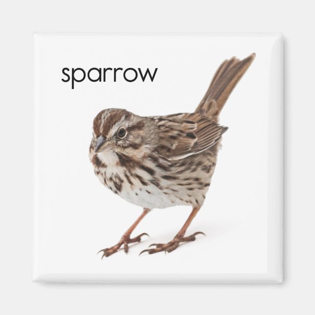 Sång Sparrow Magnet (Framsidan)