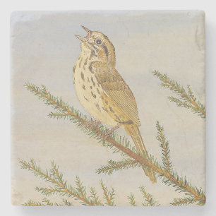 Sång Sparrow Underlägg