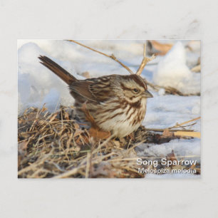 Sång Sparrow Vykort