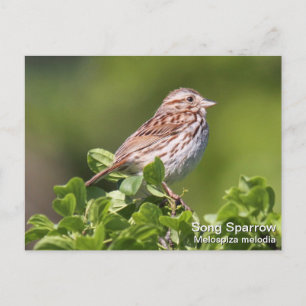 Sång Sparrow Vykort
