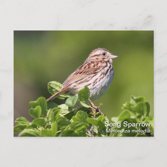 Sång Sparrow Vykort (Framsida)