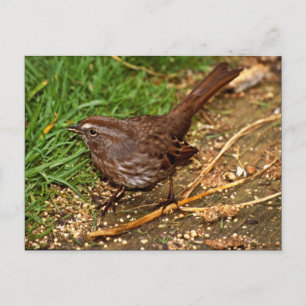 Sång Sparrow Vykort