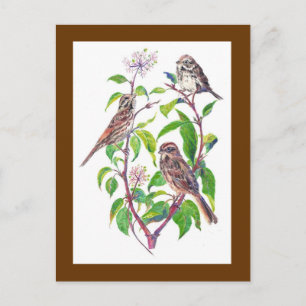 Sång Sparrows, Cute Birds, Nature, Wildlife Vykort