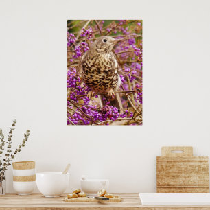 Sång Thush Poster