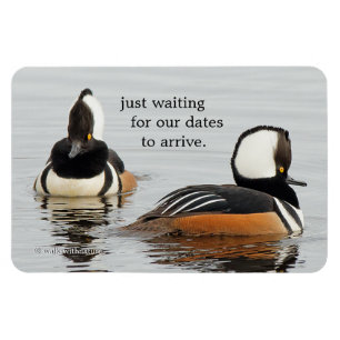 Sångare i Skapar: Hooded Mergansers Magnet