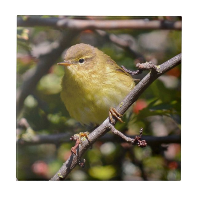 Sångaren belägger med tegel/Trivet Kakelplatta (Framsidan)