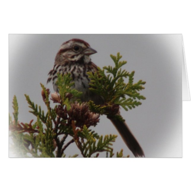 Sångfågel Hälsningskort (Framsidan Horizontal)