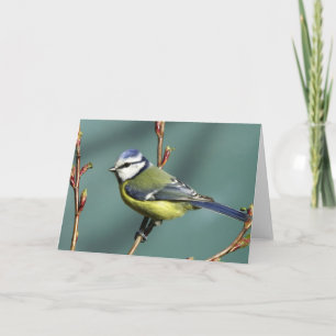 Sångfågel Kort
