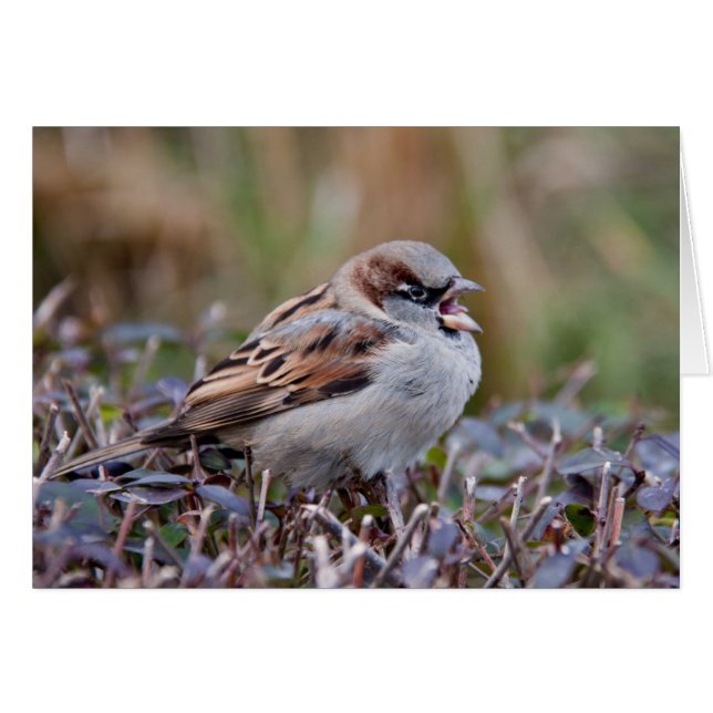 Sångfågel OBS Kort (Framsidan Horizontal)