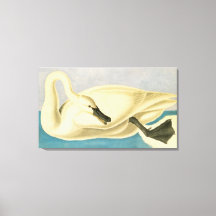 Sångsvan av John James Audubon, Vintage fågel