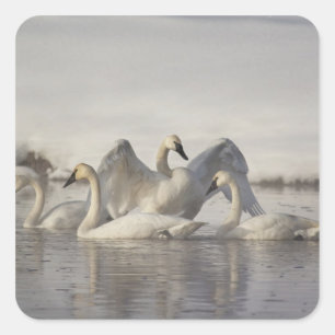 Sångsvanar i Madisonfloden på vintern Fyrkantigt Klistermärke