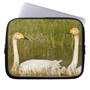 Sångsvanpar med ungar på Island. Laptop Fodral