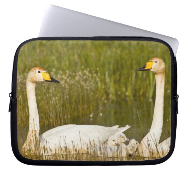 Sångsvanpar med ungar på Island. Laptop Fodral (Framsidan)