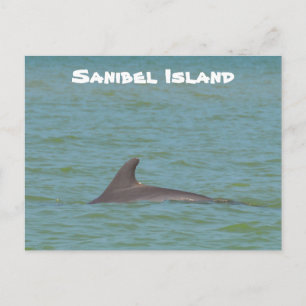 Sanibel Dolphin Vykort