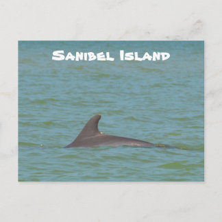 Sanibel Dolphin Vykort