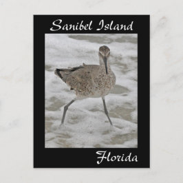Sanibel Island Sandpiper-vykort Vykort