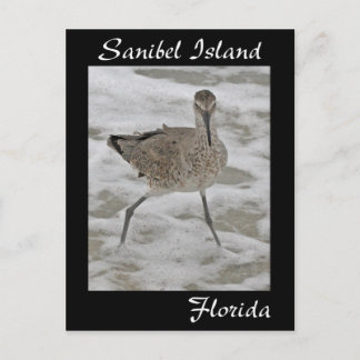 Sanibel Island Sandpiper-vykort Vykort