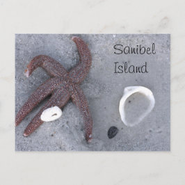 Sanibel Island Starfish and Snäcka Postcard Vykort