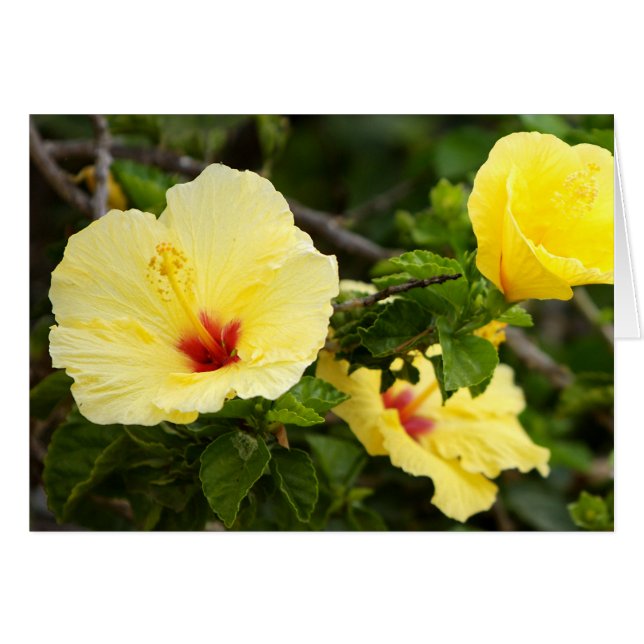 Sanibel OBS Kort (Framsidan Horizontal)