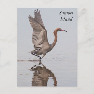 Sanibel Reddisk Egret-vykort Vykort