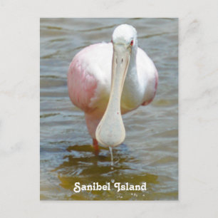 Sanibel Roseate Spoonbill-vykort Vykort